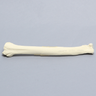 Canine Radius with Oblique Midshaft Fracture, Solid Foam, Right