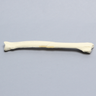 Canine Radius with Oblique Midshaft Fracture, Solid Foam, Right