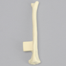 Feline Tibia with Vise Attachment
