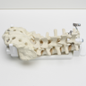 Lumbar Holder, L1-Sacrum, Clear Shell Torso