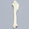 Canine Tibia, Solid Foam, Toy Breed