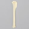 Canine Tibia, Solid Foam, Toy Breed
