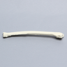 Canine Radius, Solid Foam, Right