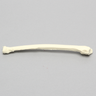 Canine Radius, Solid Foam, Right