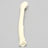 Canine Radius, Solid Foam, Right
