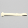 Canine Radius, Solid Foam, Right