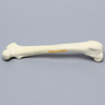 Canine Femur with Fracture