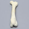 Canine Femur with Fracture