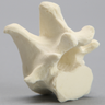 Canine Vertebra, T13, Solid Foam
