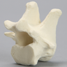 Canine Vertebra, T13, Solid Foam