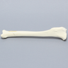 Canine Tibia with Distal Oblique Fracture, Foam Cortical