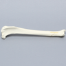 Canine Tibia with Distal Oblique Fracture, Foam Cortical