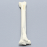 Canine Tibia with Distal Oblique Fracture, Foam Cortical