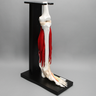 Foot and Ankle with Full Anatomy