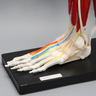 Foot and Ankle with Full Anatomy