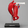 Shoulder with Full Anatomy