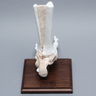 Foot and Ankle, Distal, Tendons and Ligaments with Stand