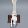 Foot and Ankle, Distal, Tendons and Ligaments with Stand