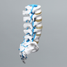 Lumbar Vertebrae, L1-Sacrum, With Nerve Roots