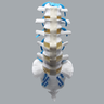 Lumbar Vertebrae, L1-Sacrum, With Nerve Roots