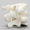 Lumbar Vertebrae, L4-L5, With White Disc
