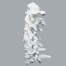 Cervical Spine with Posterior Ligament and White Discs