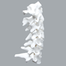 Cervical Spine with Posterior Ligament and White Discs