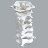 Cervical Spine with Posterior Ligament and White Discs