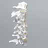 Cervical Spine with Anterior and Posterior Ligaments and Clear Discs