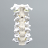 Cervical Spine with Anterior and Posterior Ligaments and Clear Discs
