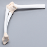 Elbow Demonstrator