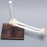 Elbow Demonstrator
