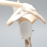 Total Shoulder Demonstrator