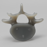 Lumbar L5, absolute™ 4th Gen., Large