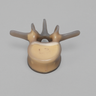 Lumbar L3, absolute™ 4th Gen., 5 PCF Solid Foam Core, Large