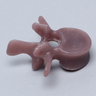Lumbar L2, absolute™ 4th Gen., Large