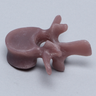 Lumbar L2, absolute™ 4th Gen., Large