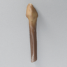 Distal Fibula, absolute™ 4th Gen., 17 PCF Solid Foam, Large