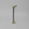 Femur, absolute™ 4th Gen., 10 PCF Solid Foam Cancellous, Small