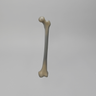 Femur, absolute™ 4th Gen., 17 PCF Solid Foam Cancellous, Small
