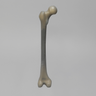 Femur, absolute™ 4th Gen., 17 PCF Solid Foam Cancellous, Small