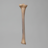 Tibia, absolute™ 4th Gen., 17 PCF Solid Foam Core, Small