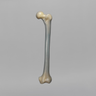 Femur, absolute™ 4th Gen., 8 PCF Solid Foam Cancellous, Large
