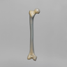 Femur, absolute™ 4th Gen., 8 PCF Solid Foam Cancellous, Large