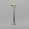 Femur, absolute™ 4th Gen., 17 PCF Solid Foam Cancellous, Large