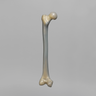 Femur, absolute™ 4th Gen., 17 PCF Solid Foam Cancellous, Large