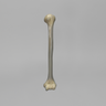 Humerus, absolute™ 4th Gen., 10 PCF Solid Foam Core, Large