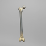 Femur, absolute™ 4th Gen., 20 PCF Cellular Foam Cancellous, Medium