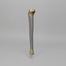 Tibia, absolute™ 4th Gen., 17 PCF Solid Foam Core, Large