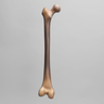 Femur, absolute™ 4th Gen., 17 PCF Solid Foam Cancellous, Medium